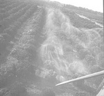 Laying a swath on the orange grove
