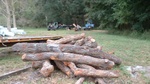 Limbs of the Robert E Lee Tree