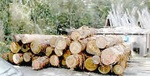 cypress to be sawed