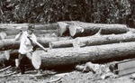 Tommy loads another pine log