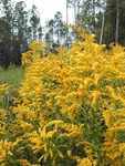 goldenrod1